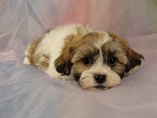 Female Shih tzu bichon puppy for sale #6 Born March 1st, 2012